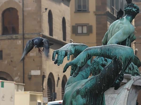 Kalliokyyhky, Common Pigeon, Columba livia
